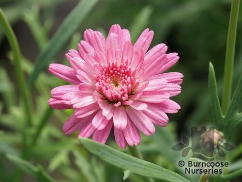 ARGYRANTHEMUM frutescens 'Raspberry Ruffles' 