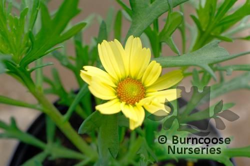 ARGYRANTHEMUM frutescens 'Vanilla Latte' 