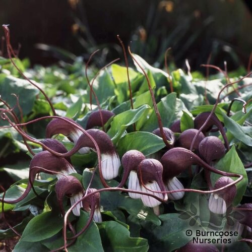ARISARUM   