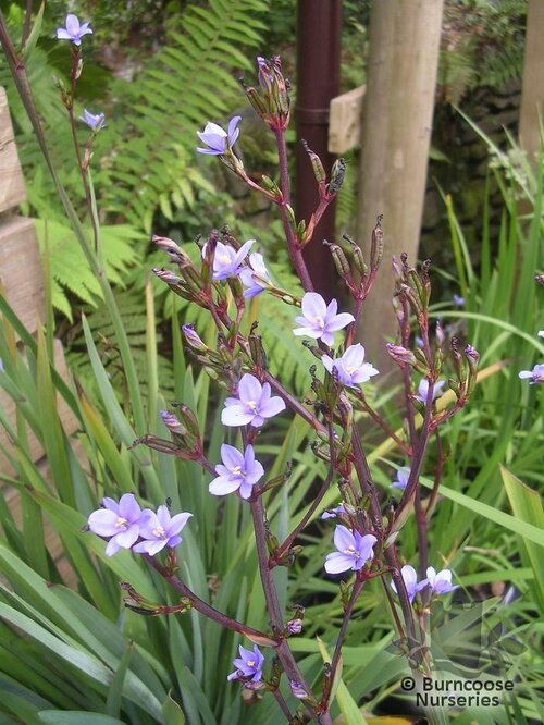 ARISTEA ecklonii  
