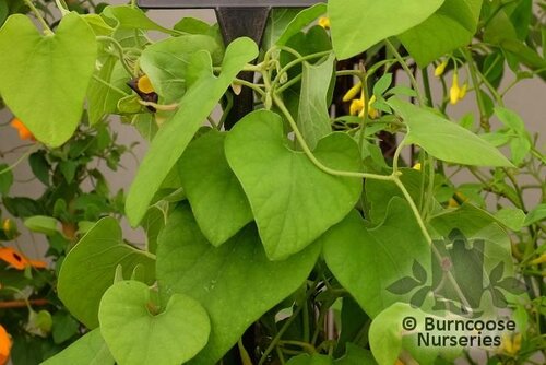 ARISTOLOCHIA macrophylla  