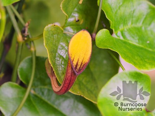 ARISTOLOCHIA   
