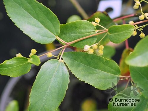 ARISTOTELIA chilensis  