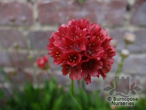 ARMERIA pseudarmeria 'Ballerina Red' 