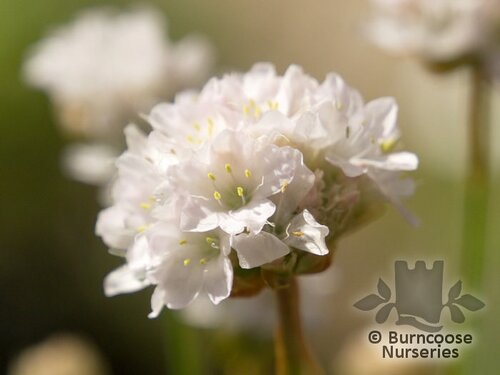 ARMERIA maritima 'Alba' 