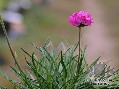 ARMERIA   