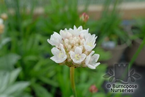 ARMERIA pseudarmeria 'Ballerina White' 