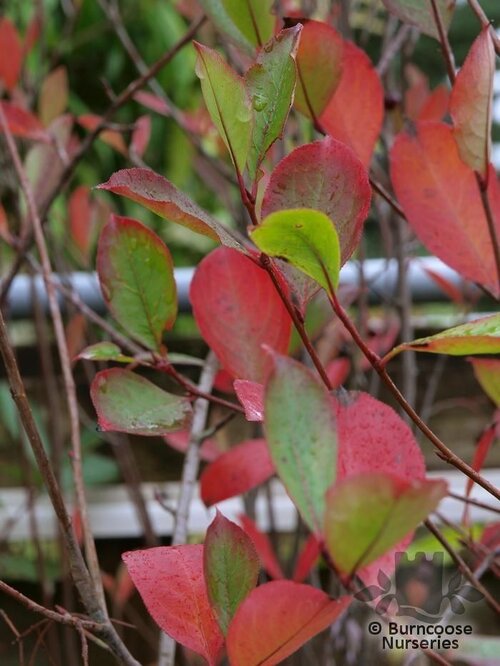 ARONIA   