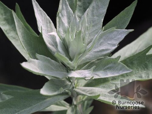 ARTEMISIA ludoviciana 'Valerie Finnis' 