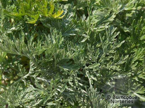 ARTEMISIA 'Powis Castle'  