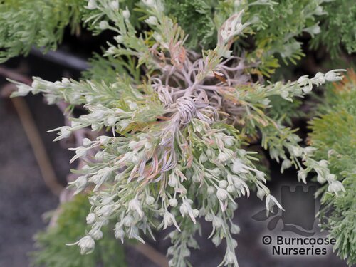 ARTEMISIA schmidtiana 'Nana'  