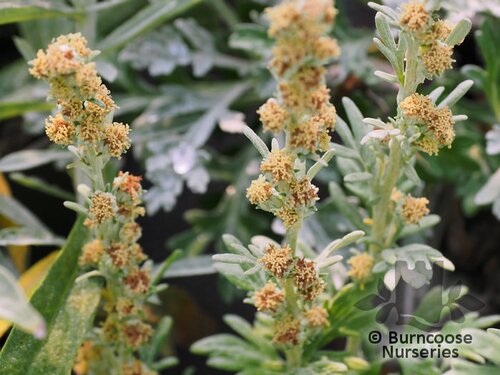 ARTEMISIA stelleriana 'Boughton Silver' 