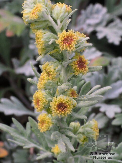 ARTEMISIA   