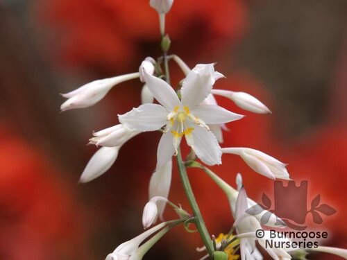 ARTHROPODIUM cirratum 'Matapouri Bay 