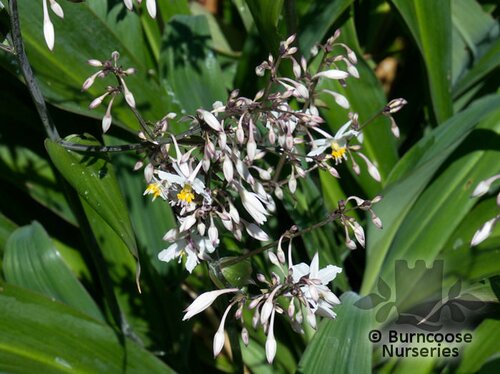 ARTHROPODIUM   