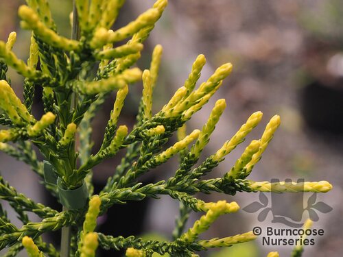 ATHROTAXIS cupressoides  