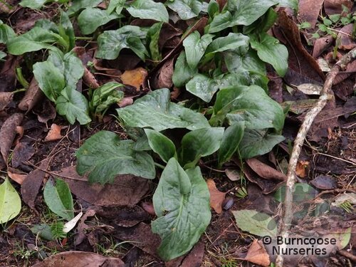 ARUM   