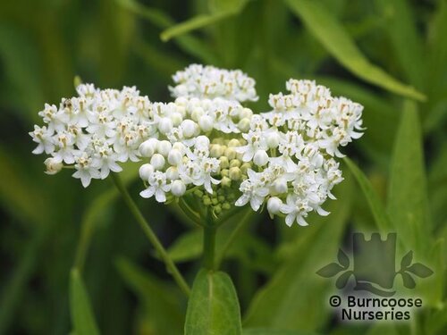 ASCLEPIAS incarnata 'Ice Ballet' 