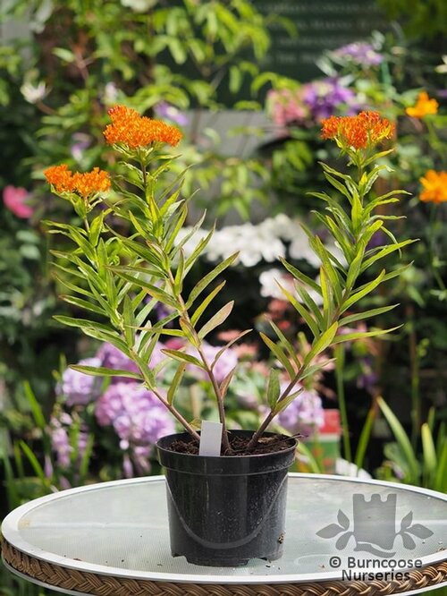 ASCLEPIAS   
