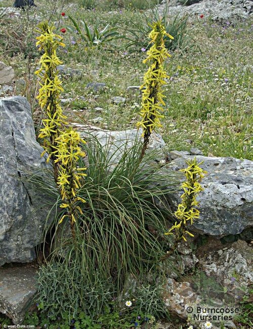 ASPHODELINE lutea  