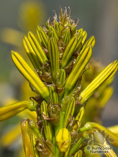 ASPHODELINE   