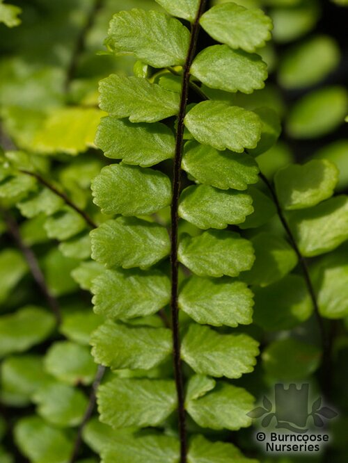 HARDY FERNS Asplenium trichomanes 
