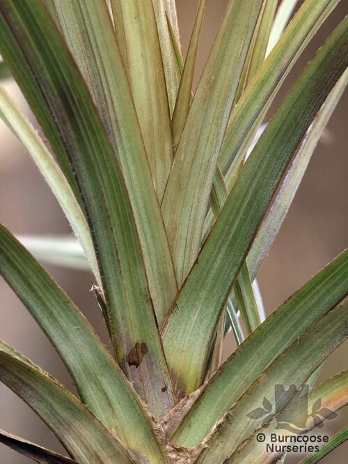 ASTELIA nervosa 'Westland' 
