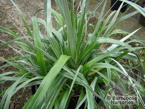 ASTELIA chathamica 'Silver Spear' 