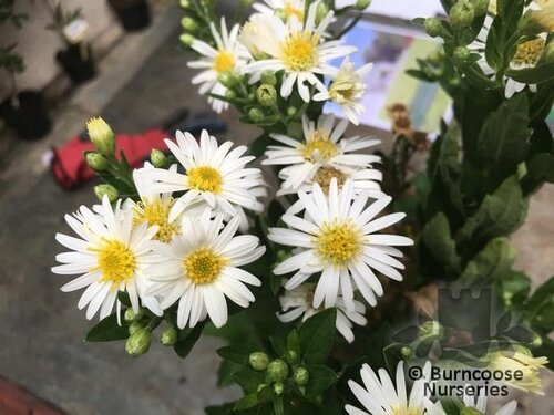 ASTER ageratoides 'Starshine' 