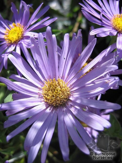 ASTER frikartii 'Monch'   