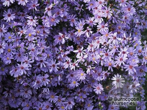 ASTER 'Little Carlow'  