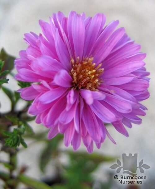 ASTER 'Patricia Ballard'   