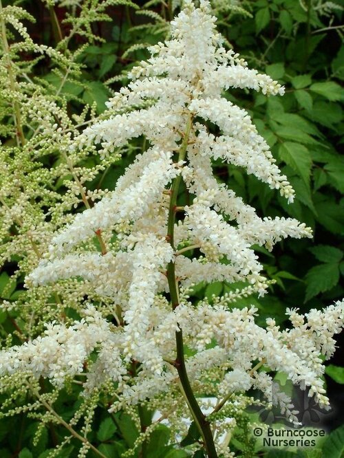ASTILBE 'Deutschland'  