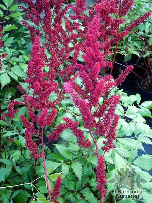 ASTILBE 'Fanal'  