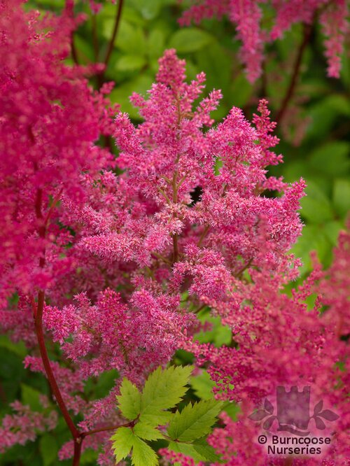 ASTILBE 'Federsee'  