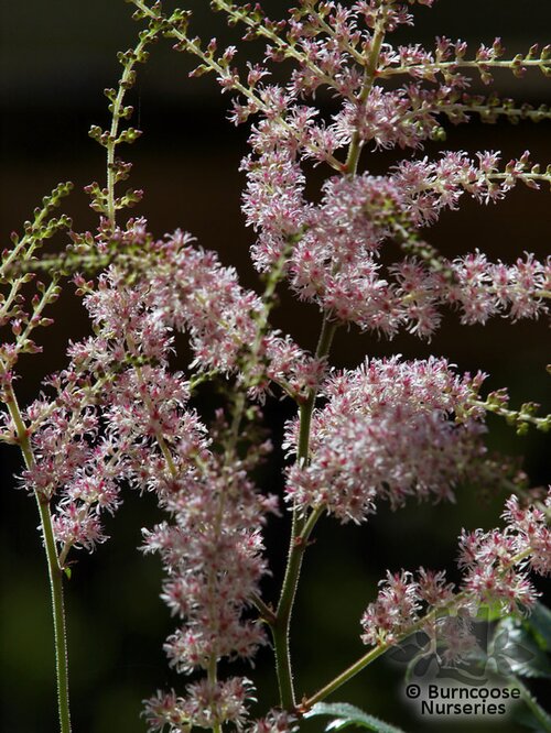 ASTILBE 'Hennie Graafland'  