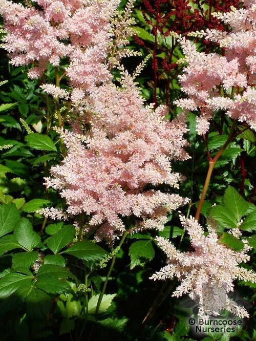 ASTILBE 'Peach Blossom'  