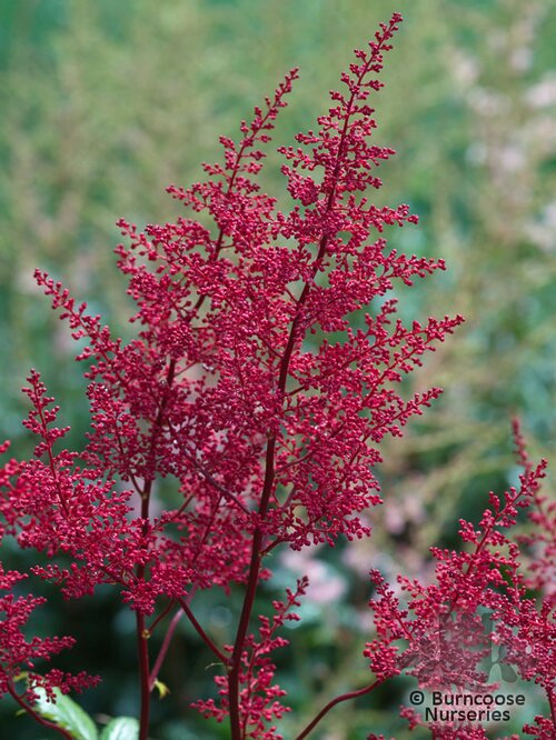 ASTILBE 'Red Sentinel'  