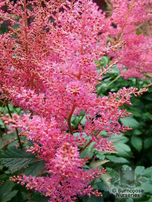 ASTILBE 'Rheinland'  