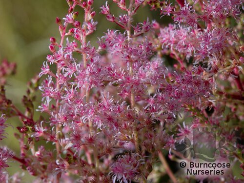 ASTILBE 'Sprite'  