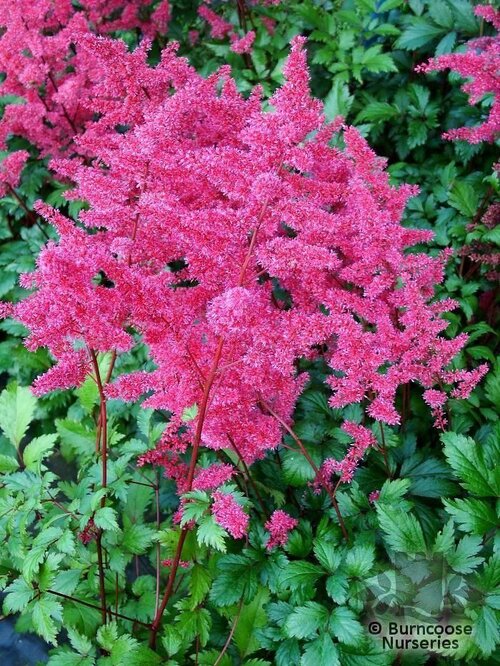ASTILBE 'Vesuvius'  