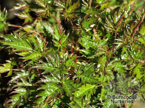ASTILBE 'Willie Buchanan'  