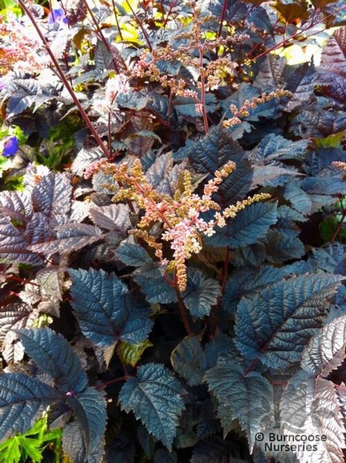 ASTILBE 'Chocolate Shogun'  
