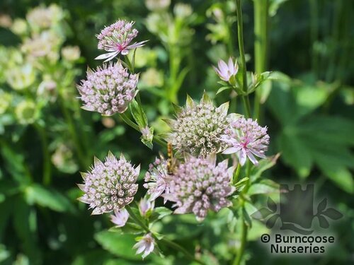 ASTRANTIA major 'Florence' 