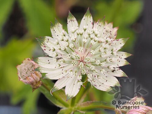 ASTRANTIA involucrata 'Shaggy' 