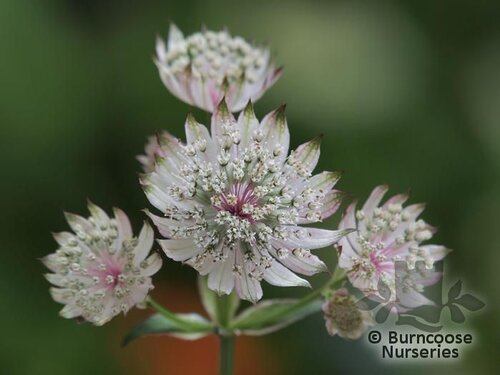 ASTRANTIA   