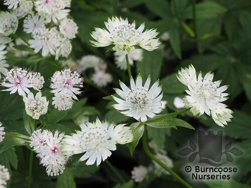 ASTRANTIA major 'Alba' 