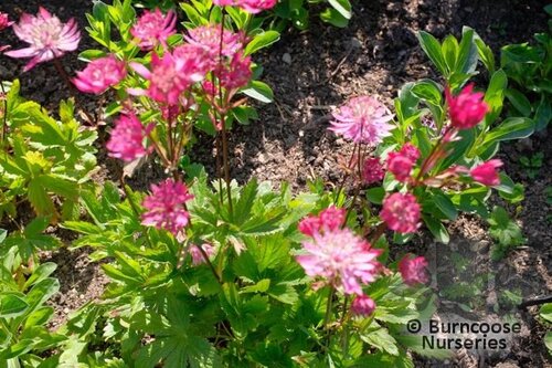 ASTRANTIA major 'Claret' 