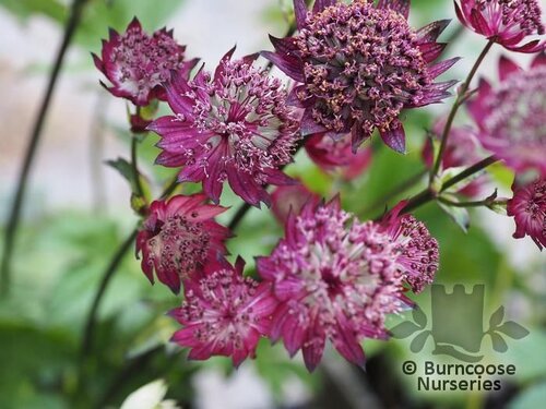 ASTRANTIA major 'Gill Richardson' 