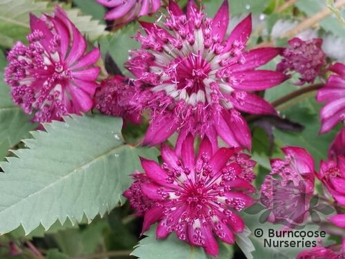 ASTRANTIA major 'Midnight Owl' 